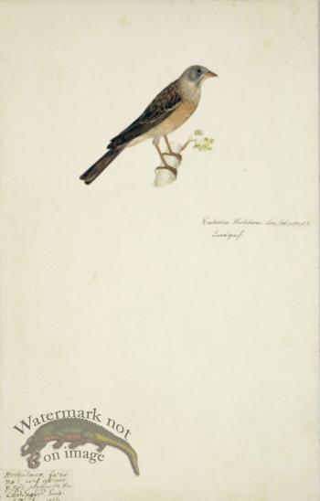 78 Swedish Birds . Emberiza Hortulana, Ortolan Bunting